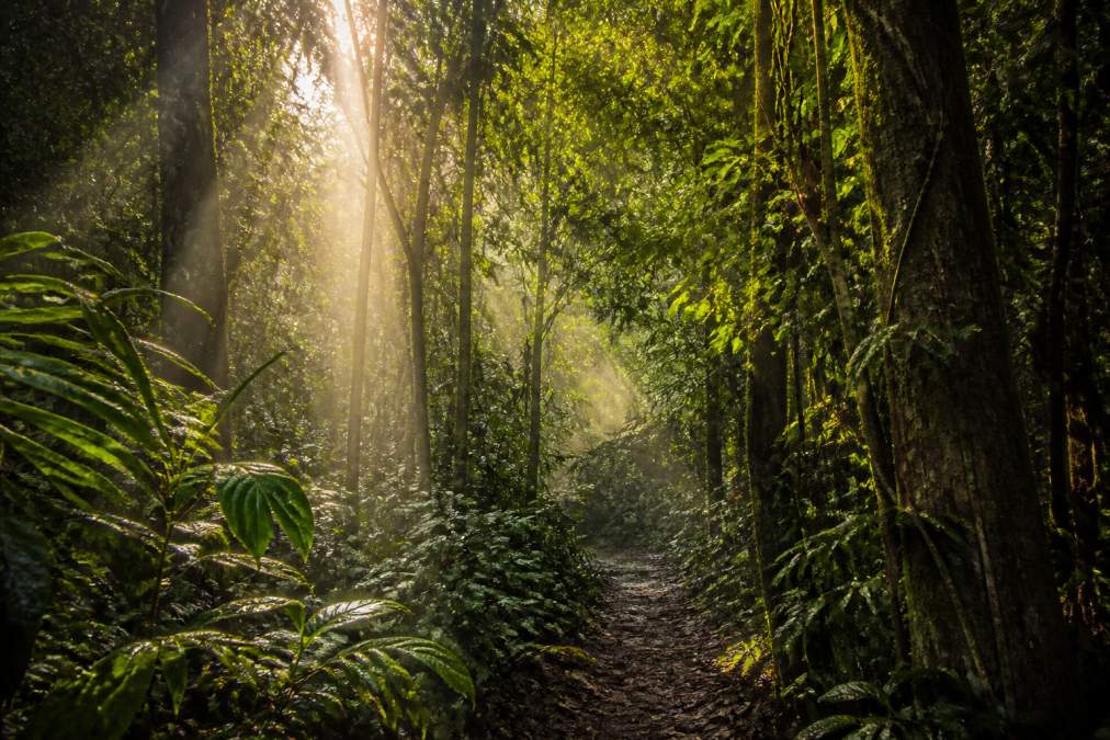 Dense rainforest canopy with mist rising through emerald green foliage, sunlight filtering in golden rays through the treetops, a narrow jungle trail barely visible winding through the undergrowth with no people present